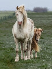 Wall Mural - Vertical shot of beautiful horse and a small horse standing in a lush green with a blurry background