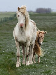 Sticker - Vertical shot of beautiful horse and a small horse standing in a lush green with a blurry background