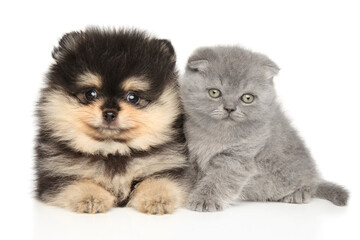 Canvas Print - Scottish Fold kitten and Pomeranian puppy