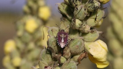 Wall Mural - Close-up view of a Dolycoris baccarum bug on a plant