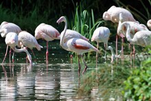 Group Of Colorful Flamingos Gather Together In A Tranquil Body Of Water, Sipping On The Surface
