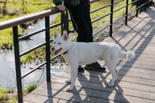 White Dog Standing On The Bridge