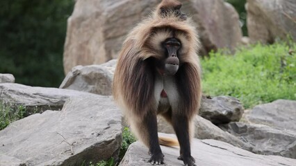 Canvas Print - Closeup video of a Gelada primate on the rock in the field