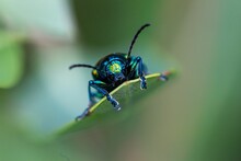 Macro Close-up Of A Chrome Blue Dogbane Beetle On A Leaf