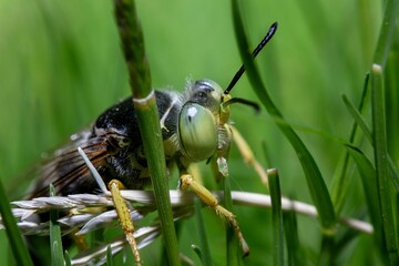 Poster - Macro close-up of a bembix in a bed of grass