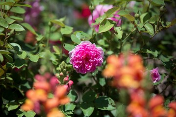 Poster - Scenic view of a pink moss rose growing in a garden