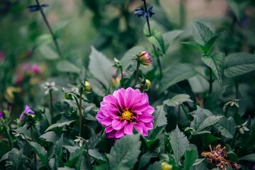 Wall Mural - Closeup shot of a blooming pink dahlia flower in a garden