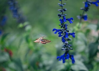 Sticker - Selective focus shot of a white-lined sphinx moth flying near blue flowers