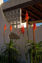 Aloe Vera Flower Bloom