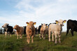 © Tessy Morelli/Stocksy - Farm cow family portrait of calfs