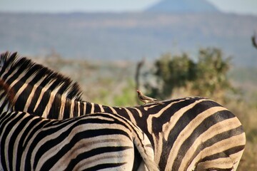 Poster - Two zebras in their natural habitat.