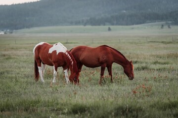 Wall Mural - Beautiful horses grazing in a field in West Yellowstone Montana in the evening during sunset.