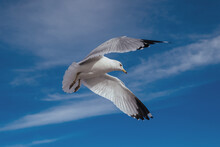 A Seagull Hovering In The Sky