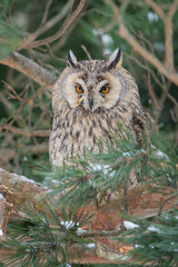 Poster - Curious long-eared owl hidden between coniferous tree branches. Highly focus raptor in wild nature forest.