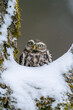 Little owl sitting in the hollow of a snowy tree.