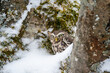 Curious little owl hidden in snowy. Natural owl habitat with using mimicry to hide. Athene noctua
