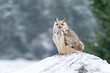 Shouting siberian Eagle Owl flying from right to the left. Closeup photo of the owl with spread wings. Animal winter theme. Bubo bubo sibircus.