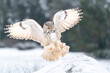 Siberian Eagle Owl landing down to rock with forest in the background. Landing touch down with widely spread wings in the cold winter. Bubo bubo sibircus