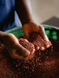 © Andrew Urwin/Stocksy - Sorghum grain
