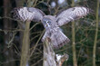 Great grey owl landing to the tree trunk in the winter forest. Big owl in the flight. Strix nebulosa
