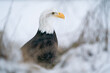 Bald Eagle surrounded by snow and cold. Winter animal theme with American symbol. Raptor in his natural habitat.