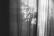 © Maria Manco/Stocksy - plant shadows on a curtain