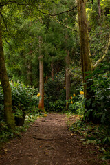 Wall Mural - Empty dirt path in the green forest (Mata Jose do Canto) with yellow flowers and tall trees. Furnas, Sao Miguel island in Azores