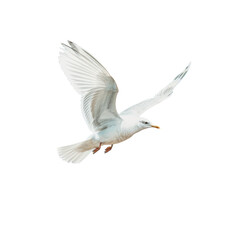 Canvas Print - Flying seagull