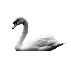 Canvas Print - Black and white depiction of a white swan