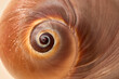 © Yaroslav Danylchenko/Stocksy - Beautiful spiral brown sea shell.