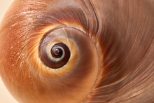 Beautiful Spiral Brown Sea Shell.