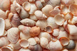© Yaroslav Danylchenko/Stocksy - Beautiful marine shells pattern, horizontal image.