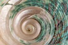 Spiral Shape Of Sea Snail Shell, Close-up.