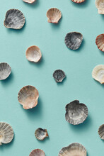 Natural Sea Shells Pattern On Blue Background.