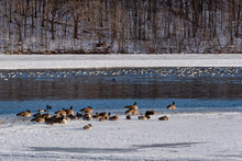 Canada Geese And Mixed Ducks On A Partially Frozen Fox River At Kaukauna, Wisconsin, In January