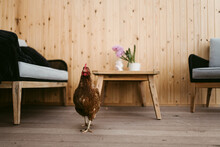 Chicken Exploring Living Room
