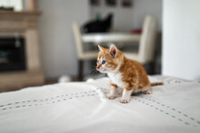 Tabby Kitten At Home