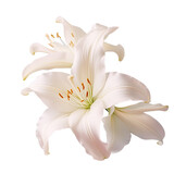 White amaryllis in bloom