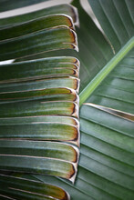 The Edge Of A Weathered Palm Tree Frond
