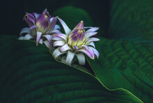 Purple And White Hosta In Bloom