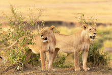 Two Lioness In Maasai Mara, Kenya  