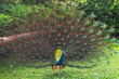 © Preeti B/Stocksy - Peacock in a lawn
