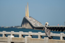 Pelican Bird Perching On Railing In Front Of Sunshine Skyway Bridge Over Tampa Bay In Florida With Moving Traffic. Concept Of Transportation Infrastructure