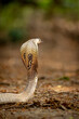 cobra snake in the grass 
