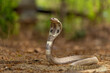 close up of a cobra snake 