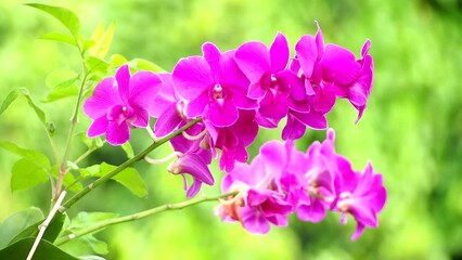 Wall Mural - Close up beautiful Vanda orchid in the garden  Chiangmai Thailand