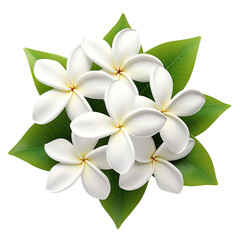 Poster - Frangipani flower surrounded by green leaves