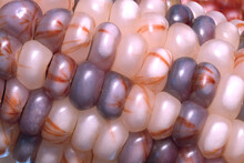 Ornamental Corn On The Cob Variation Colors Patterns In Kernels