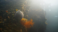 Healthy Coral Reef Underwater Fish