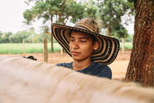 A Young Cowboy Brushing His Horse In A Rural Area Of Colombia